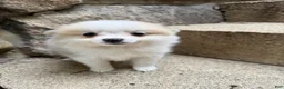 Pomeranian dogs for sale: Rachelle - Ad 8