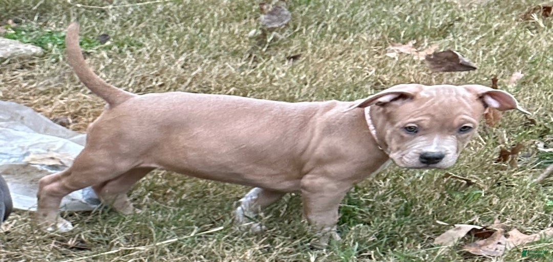 Gallery Image {{count}}