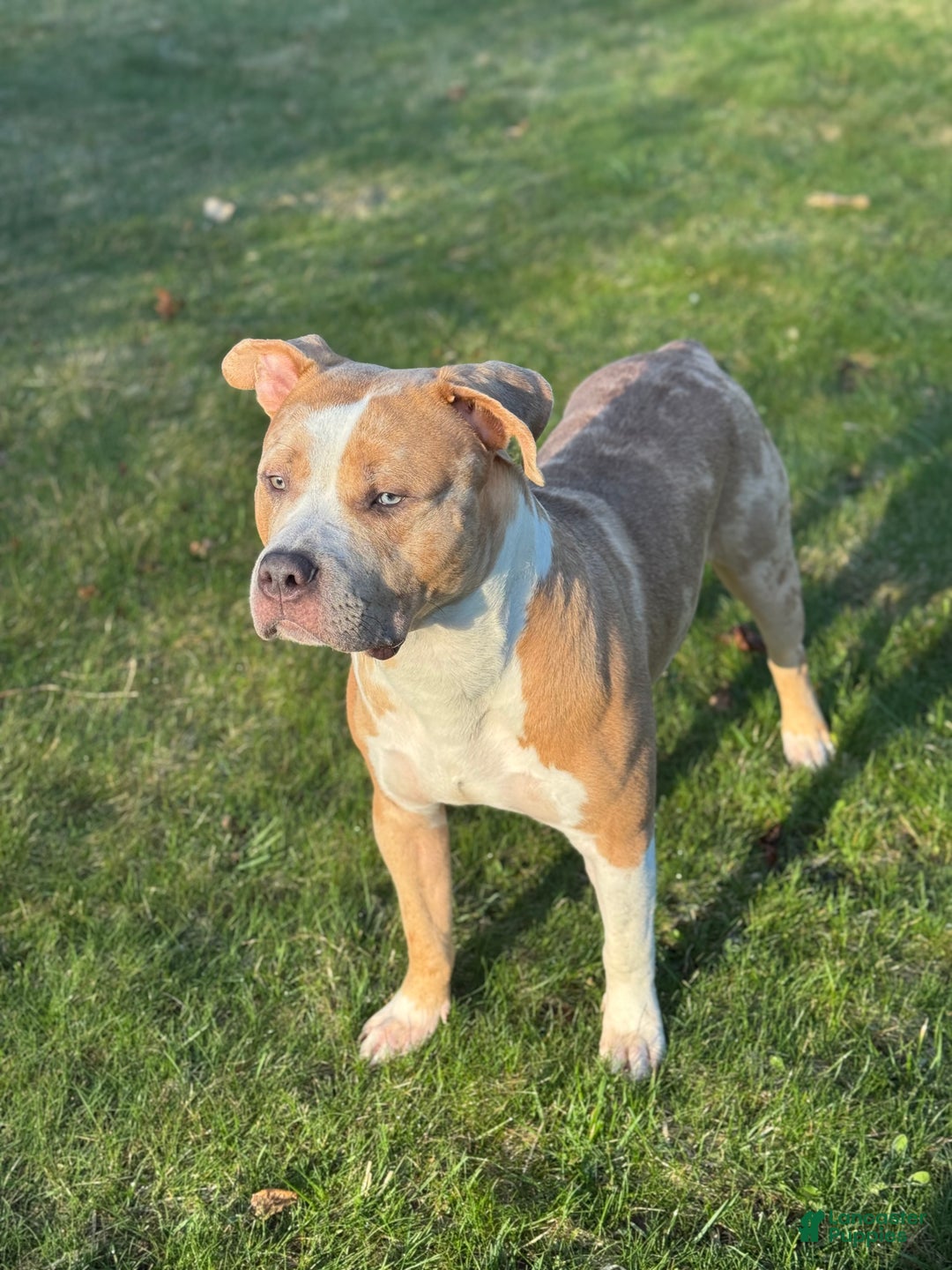 XL TRI MERLE BULLY for sale in Fort Drum Lancaster Puppies