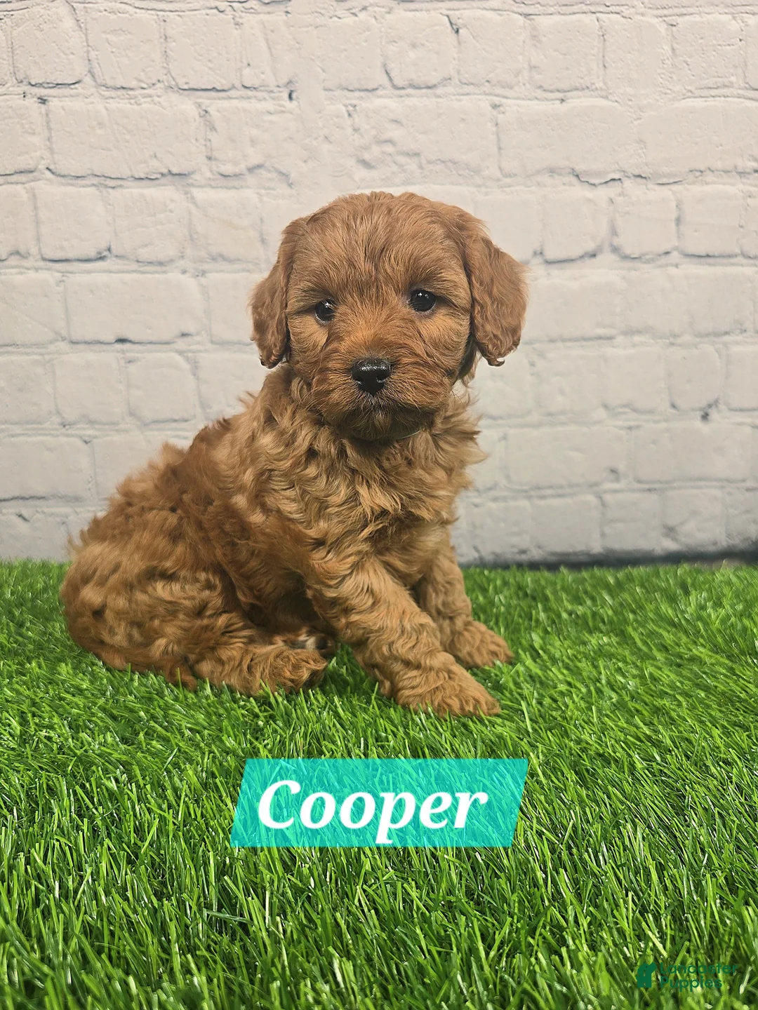 Cavapoo dogs for sale: Cooper  - Ad 5