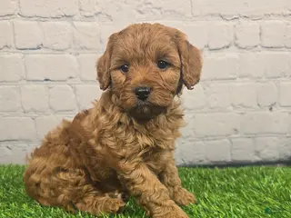 Cavapoo dogs Cooper - Ad 32