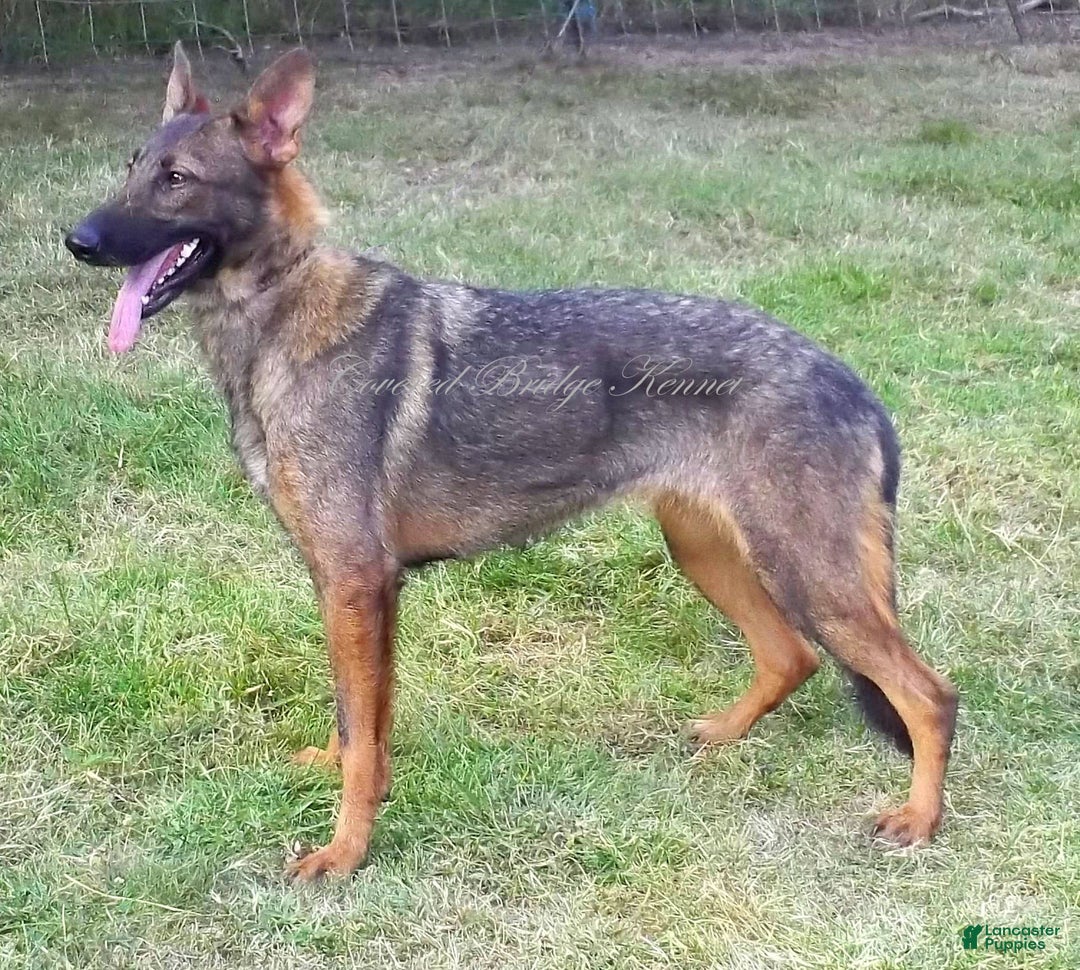 Red liver German Shepherd Puppies for sale Lancaster Puppies