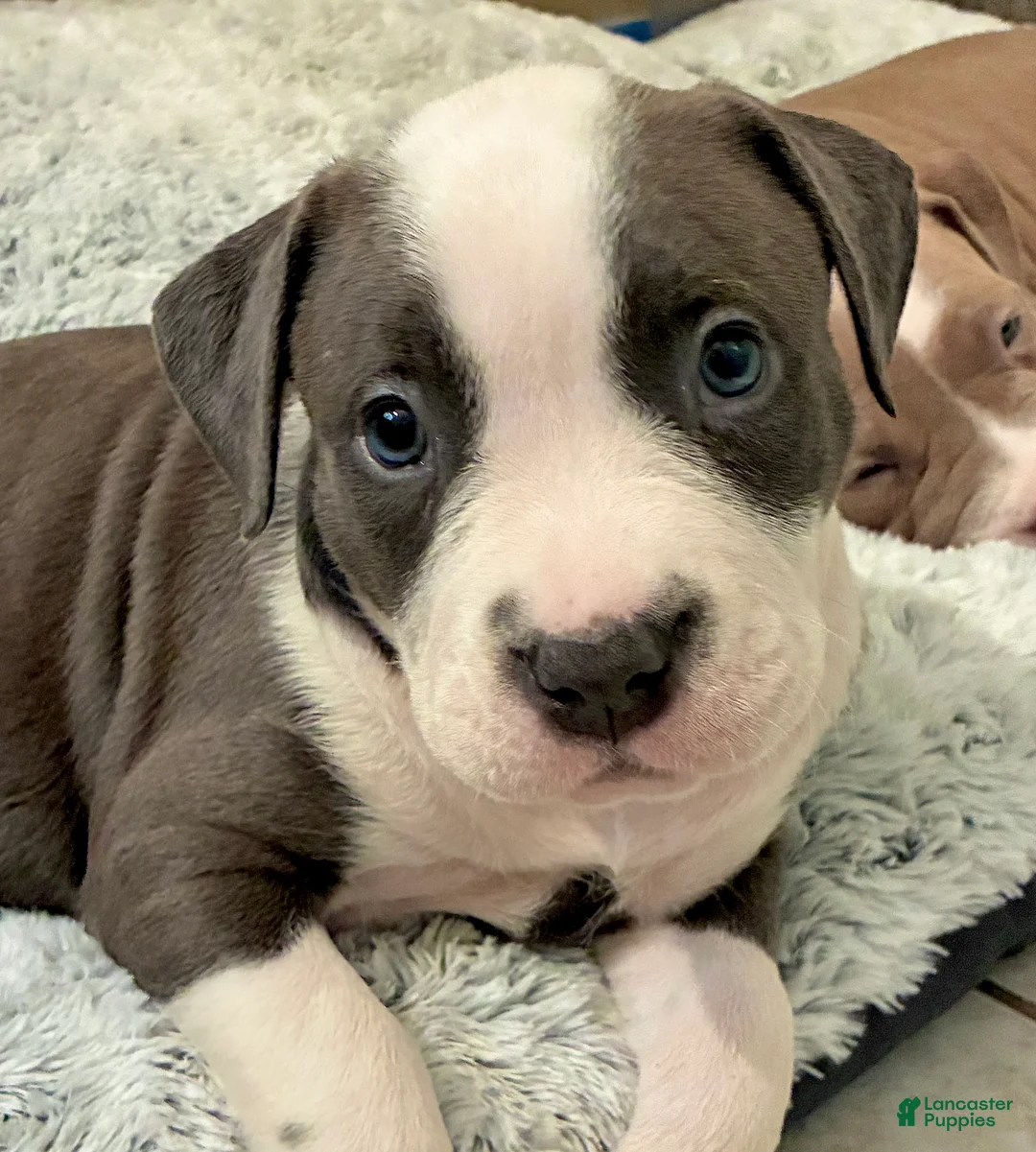 American Bully dogs for sale: Flower - Ad 1