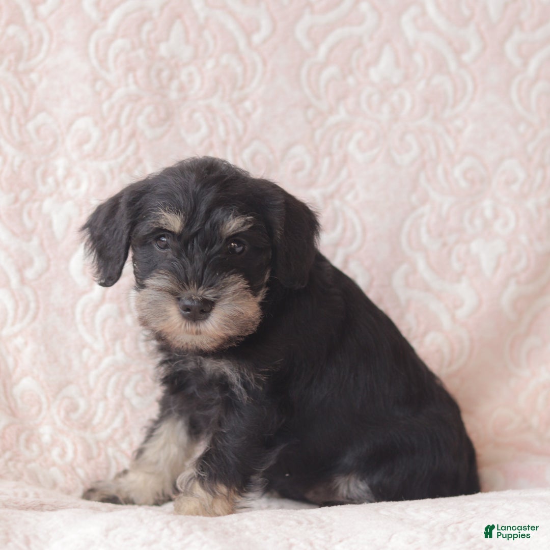 Miniature Schnauzer dogs for sale: Holly - Ad 3