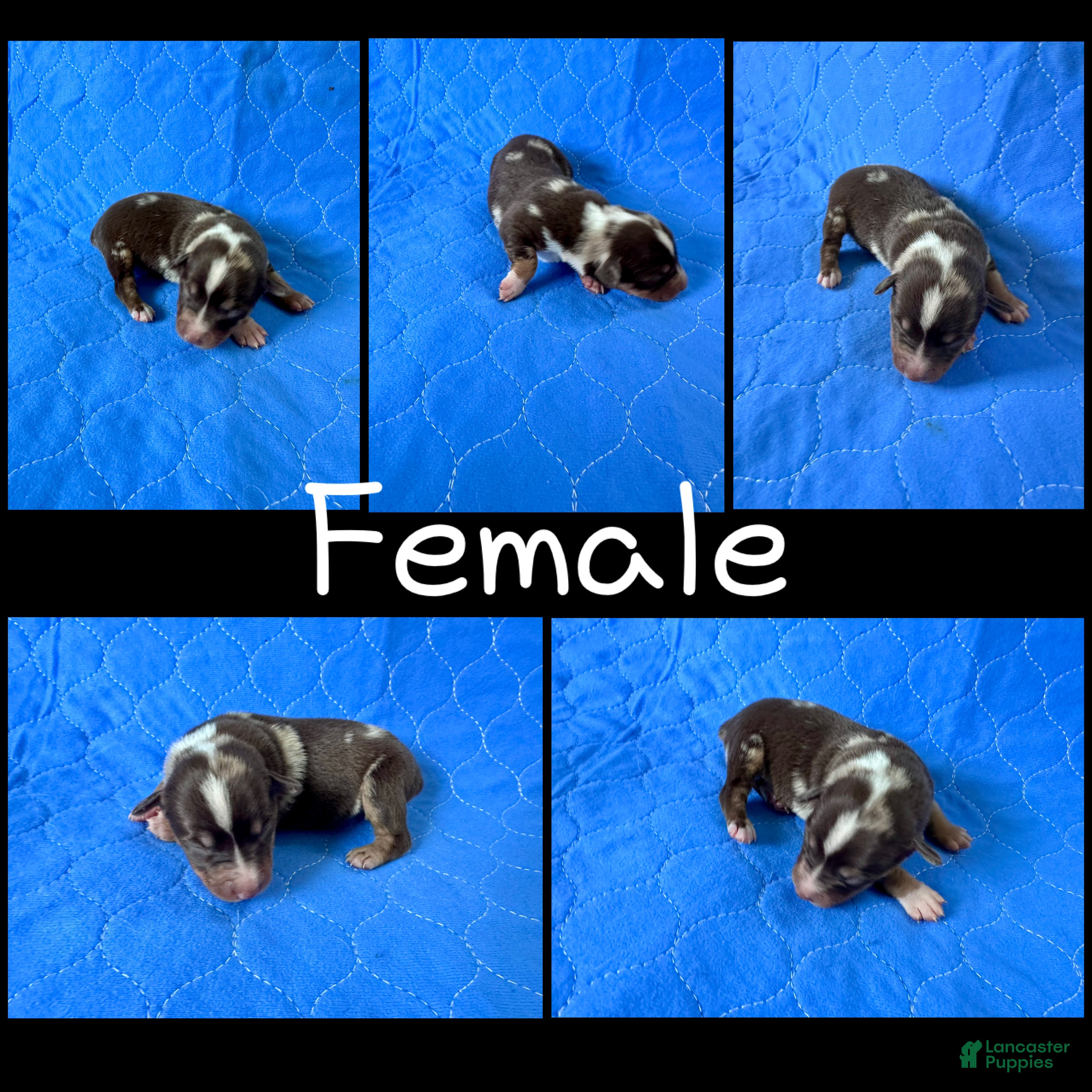 Mixed Breed dogs Mixed Breed Puppy 4 - Ad 20