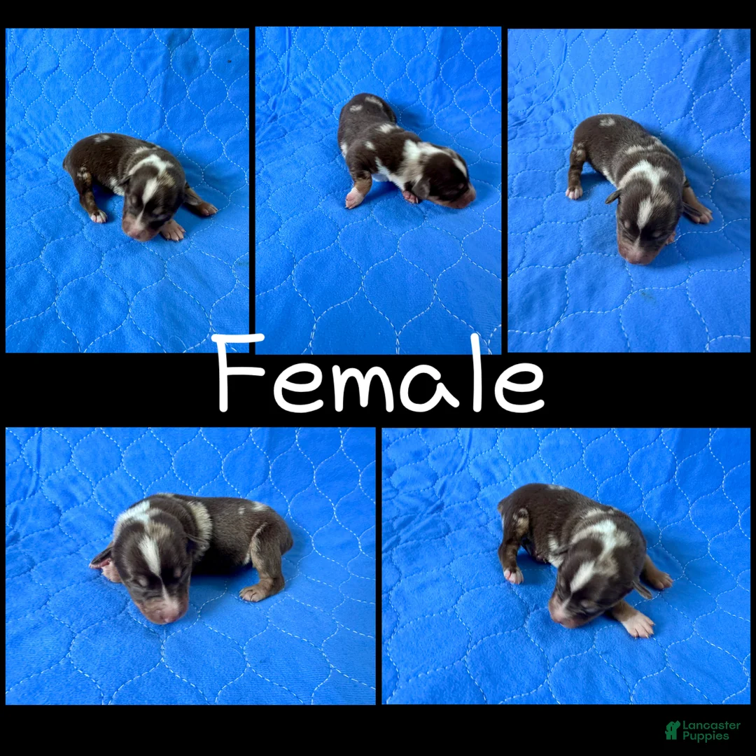 Mixed Breed dogs for sale: Mixed Breed Puppy 4 - Ad 1