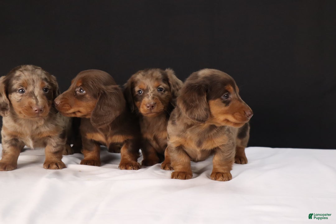 Dachshund dogs for sale: Dachshund Puppy 1 - Ad 13