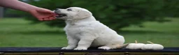 Golden Retriever dogs for sale: Dolly - Ad 5