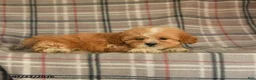 Mixed Breed dogs for sale: Udo - Ad 5