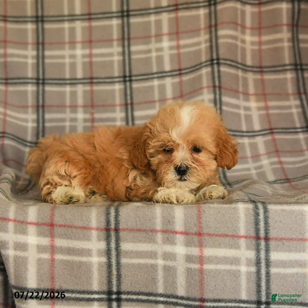 Mixed Breed dogs for sale: Udo - Ad 5