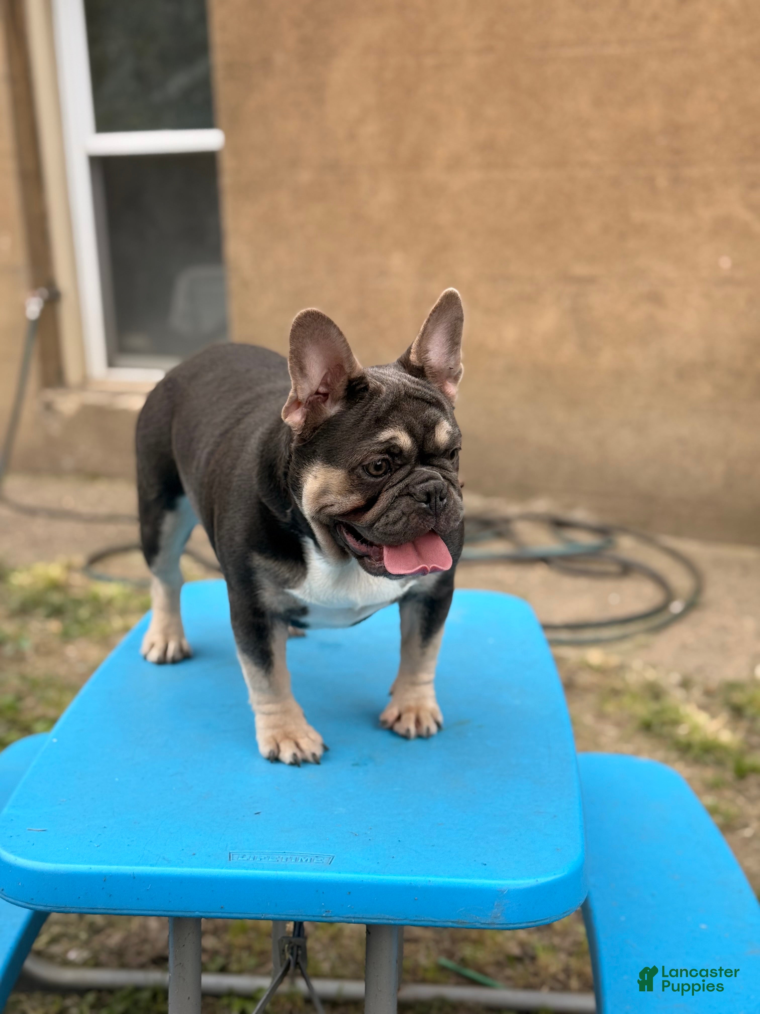 French Bulldog dogs French Bulldog 1 - Ad 1