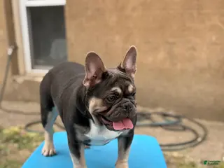 French Bulldog dogs French Bulldog 1 - Ad 1