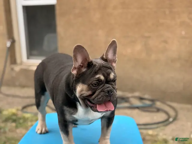 French Bulldog dogs French Bulldog 1 - Ad 1