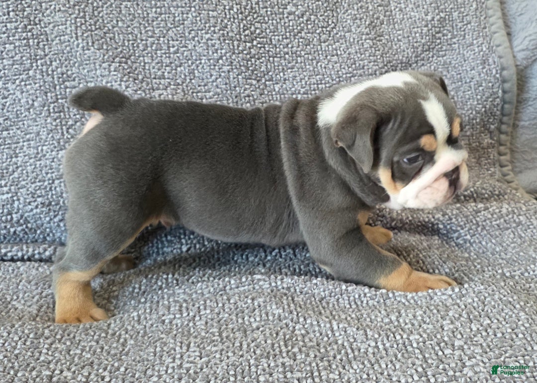 English Bulldog dogs for sale: AKC Harrison - Ad 2