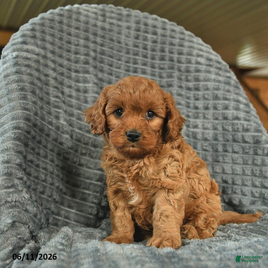 Cavapoo dogs Max  - Ad 2
