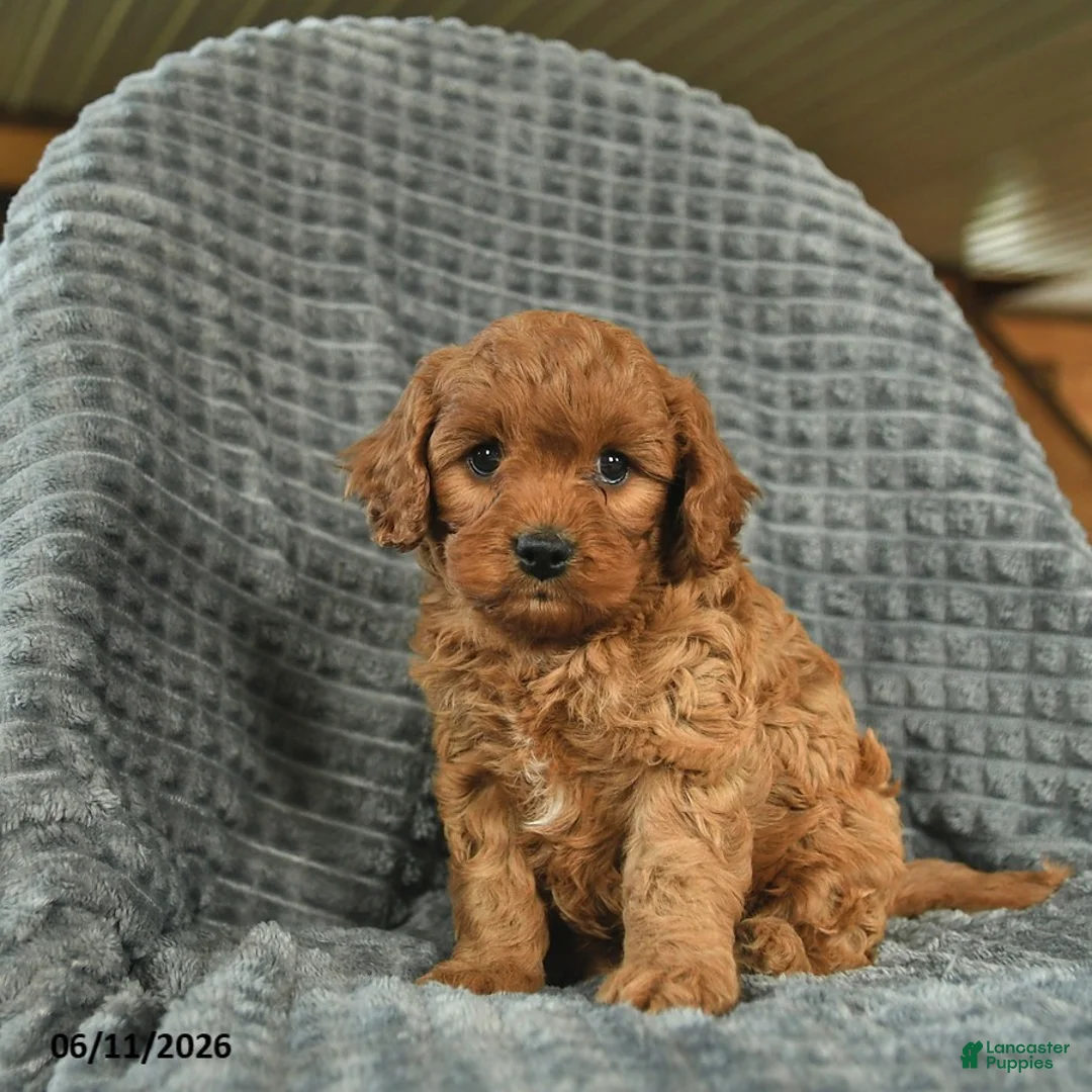 Cavapoo dogs for sale: Max  - Ad 2