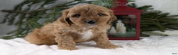Cavapoo dogs for sale: Arthur  - Ad 5