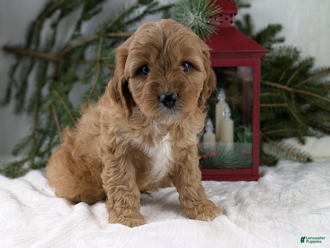 Cavapoo dogs for sale: Arthur  - Ad 5