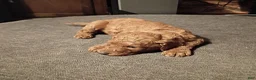 Goldendoodle dogs for sale: Ruby - Ad 8