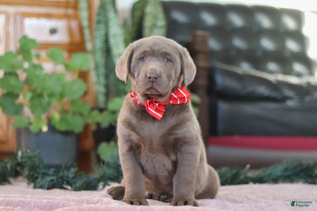 Labrador Retriever dogs for sale: Jingle Bell - Ad 2