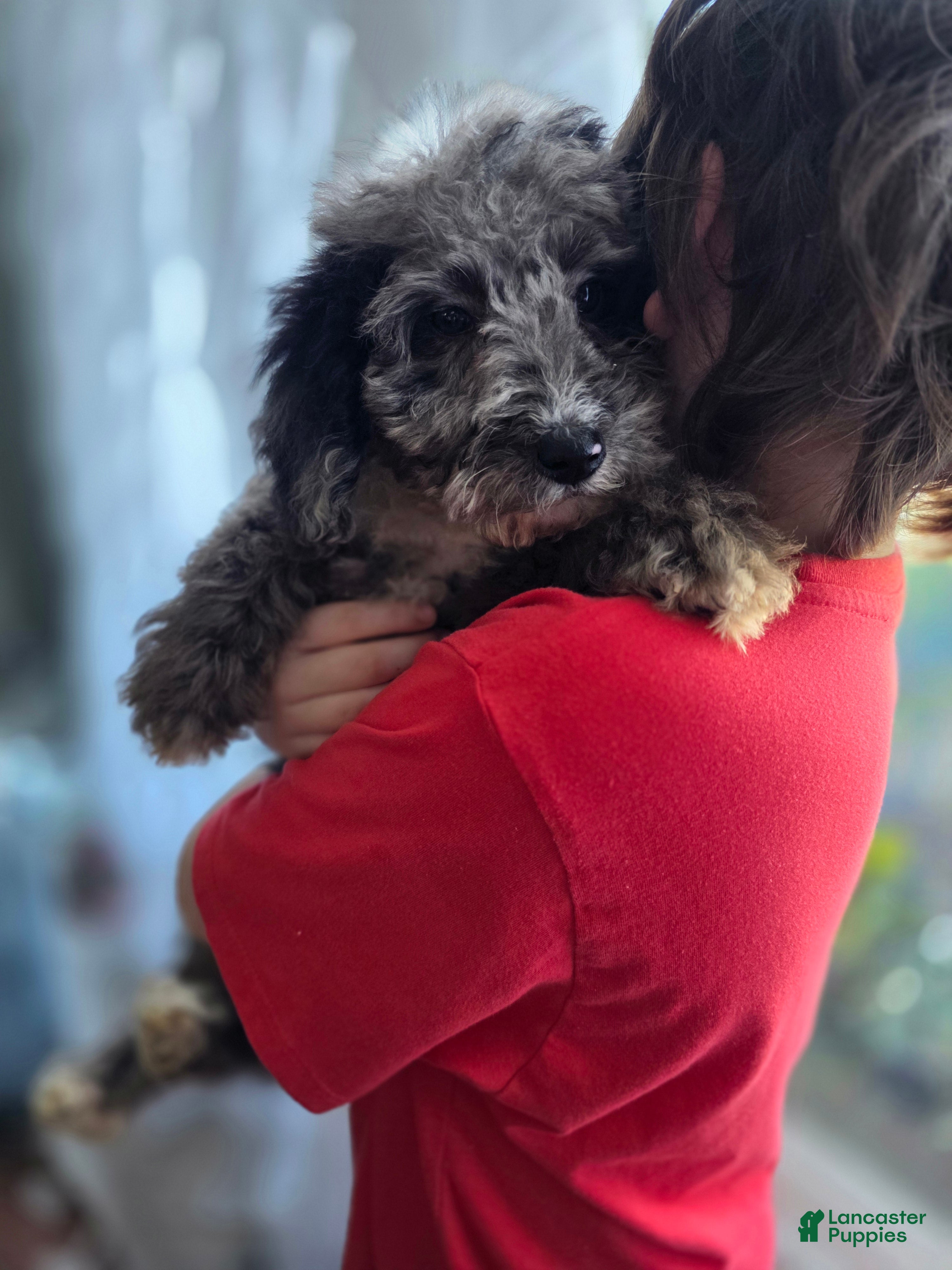 Aussiedoodle dogs Aussiedoodle Puppy 3 - Ad 1