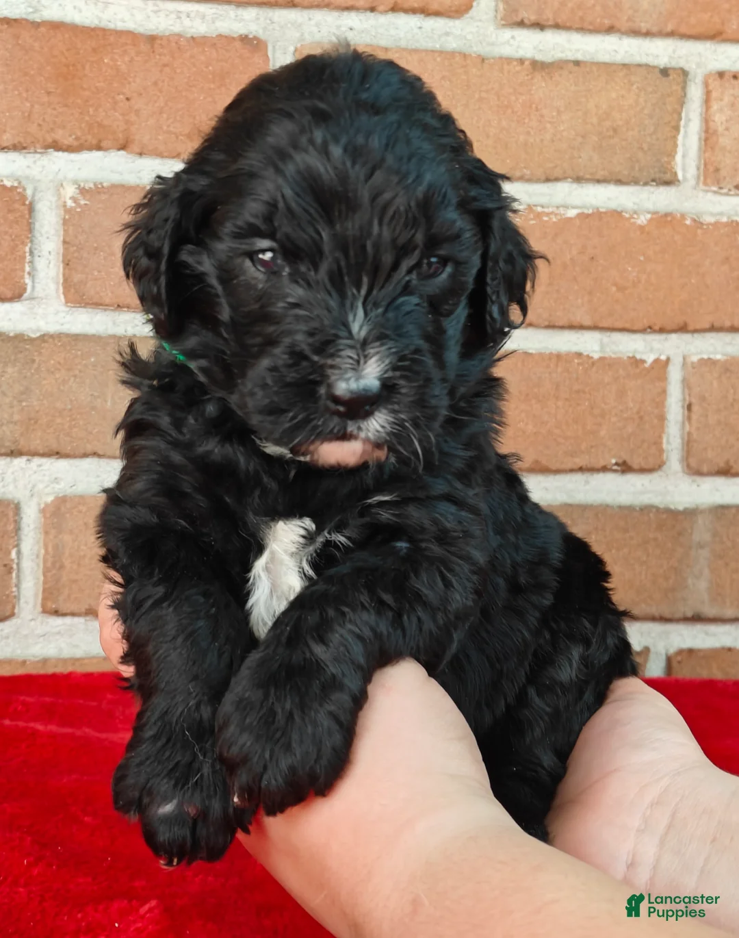 Bernedoodle dogs for sale: Coffey - Ad 1