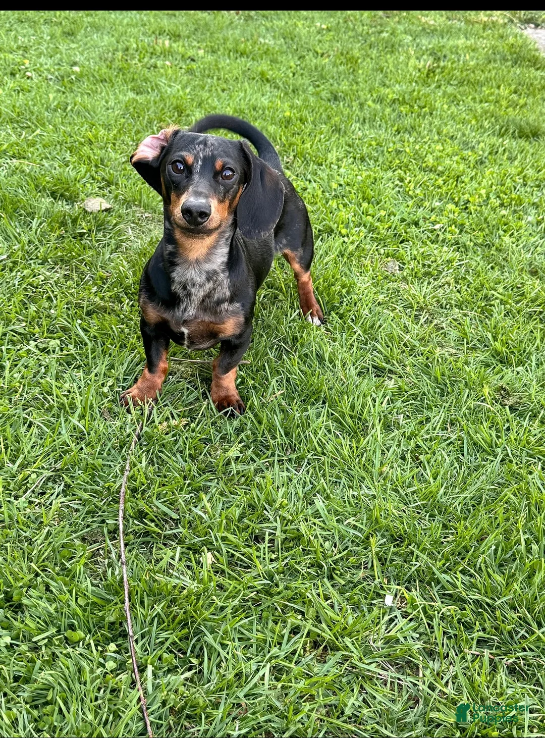 Miniature Dachshund dogs for stud: Norman’s litter - Ad 2