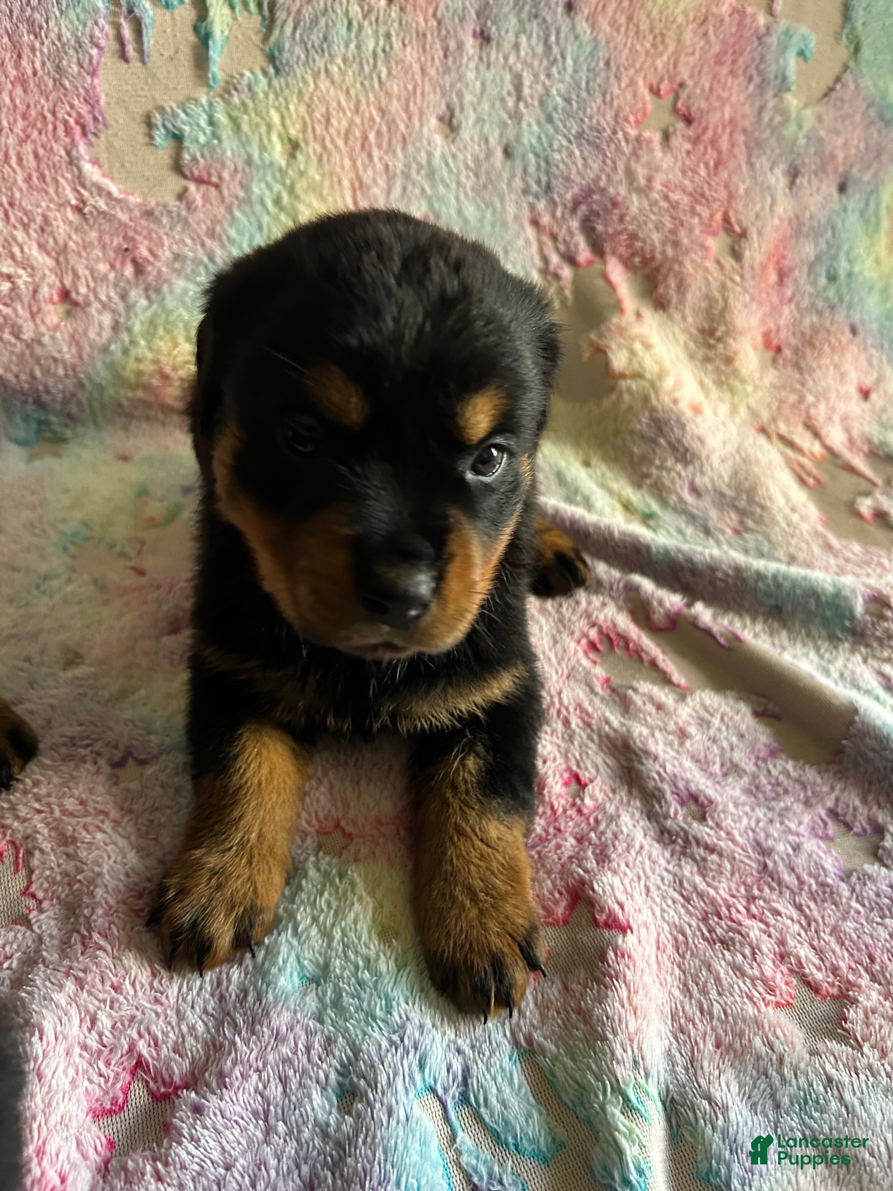 Rottweiler dogs for sale: Rocky - Ad 2