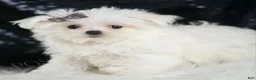 Maltese dogs for sale: Bunnie - Ad 3