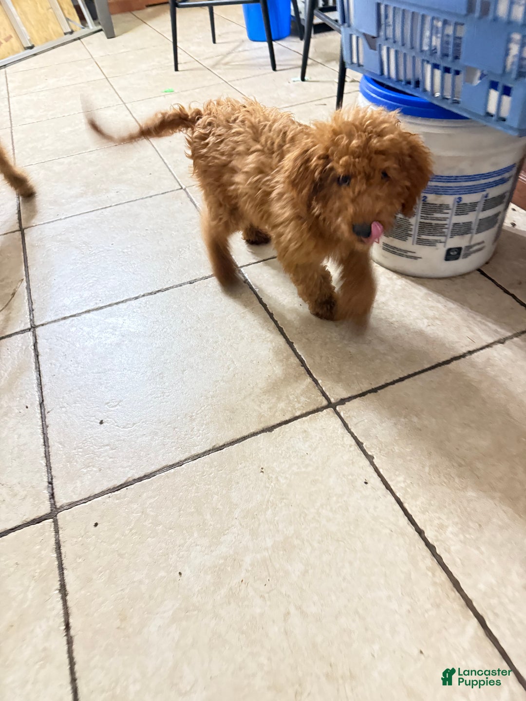 Mini Goldendoodle dogs for sale: Finn - Ad 6
