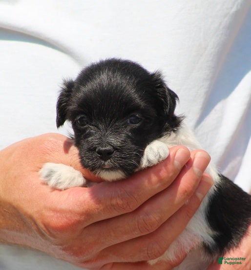 Havanese dogs Dixie - Ad 2