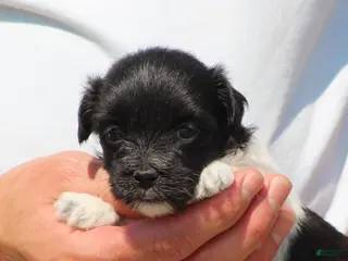 Havanese dogs Dixie - Ad 2