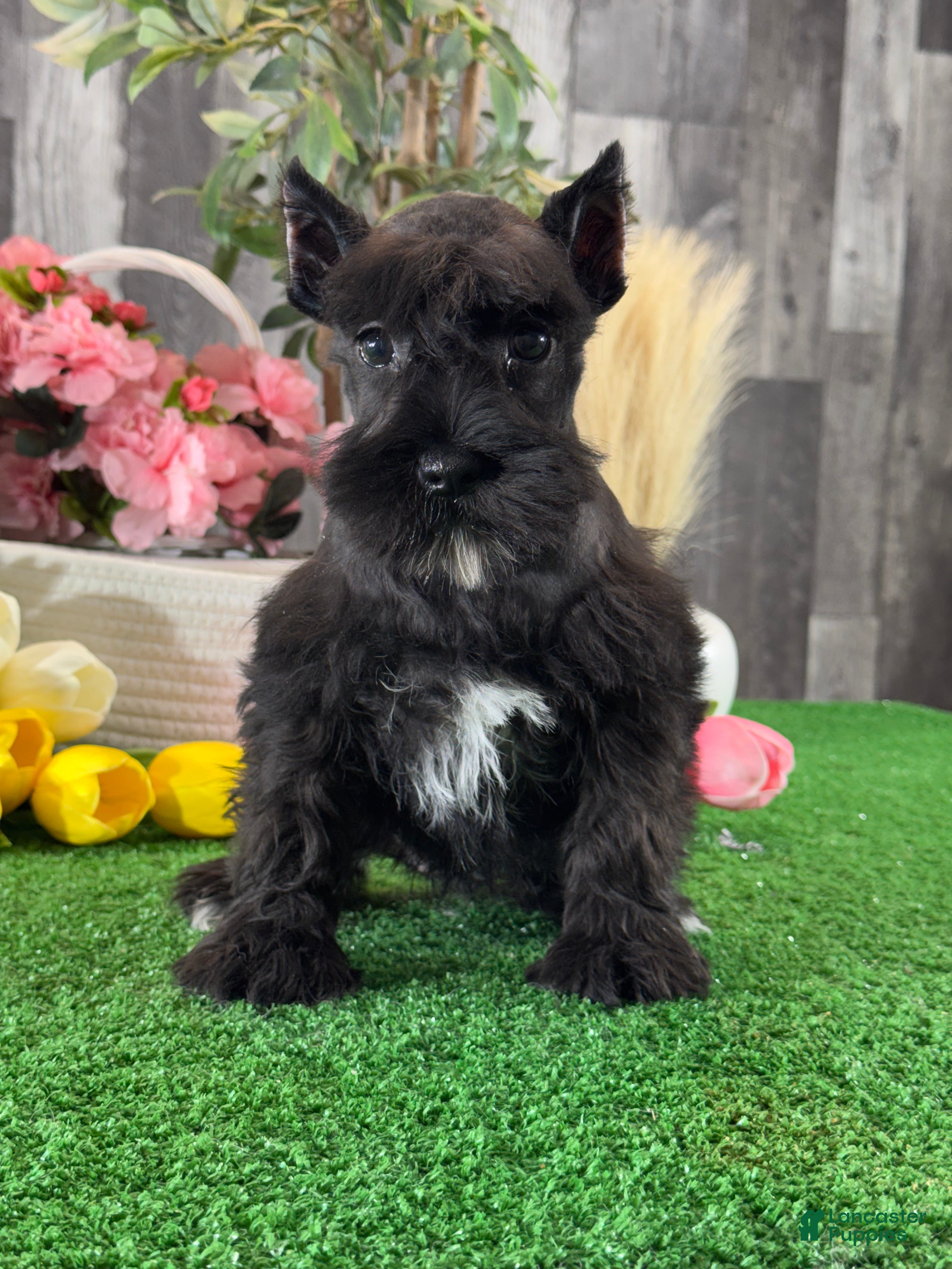 Miniature Schnauzer dogs Kiki - Ad 20