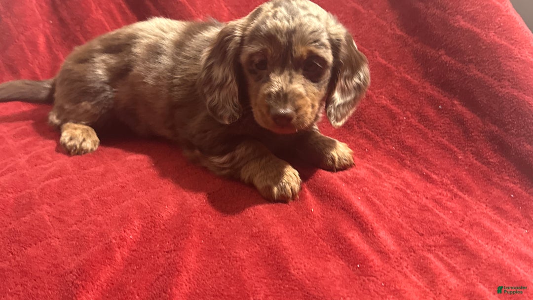 Miniature Dachshund dogs for sale: Miniature Dachshund Puppy Huey - Ad 3