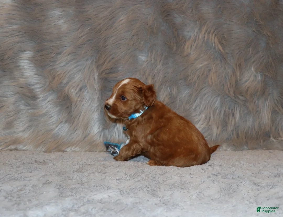 Mini Goldendoodle dogs for sale: Waylon 💙 Genetic Clear Parents - Ad 28