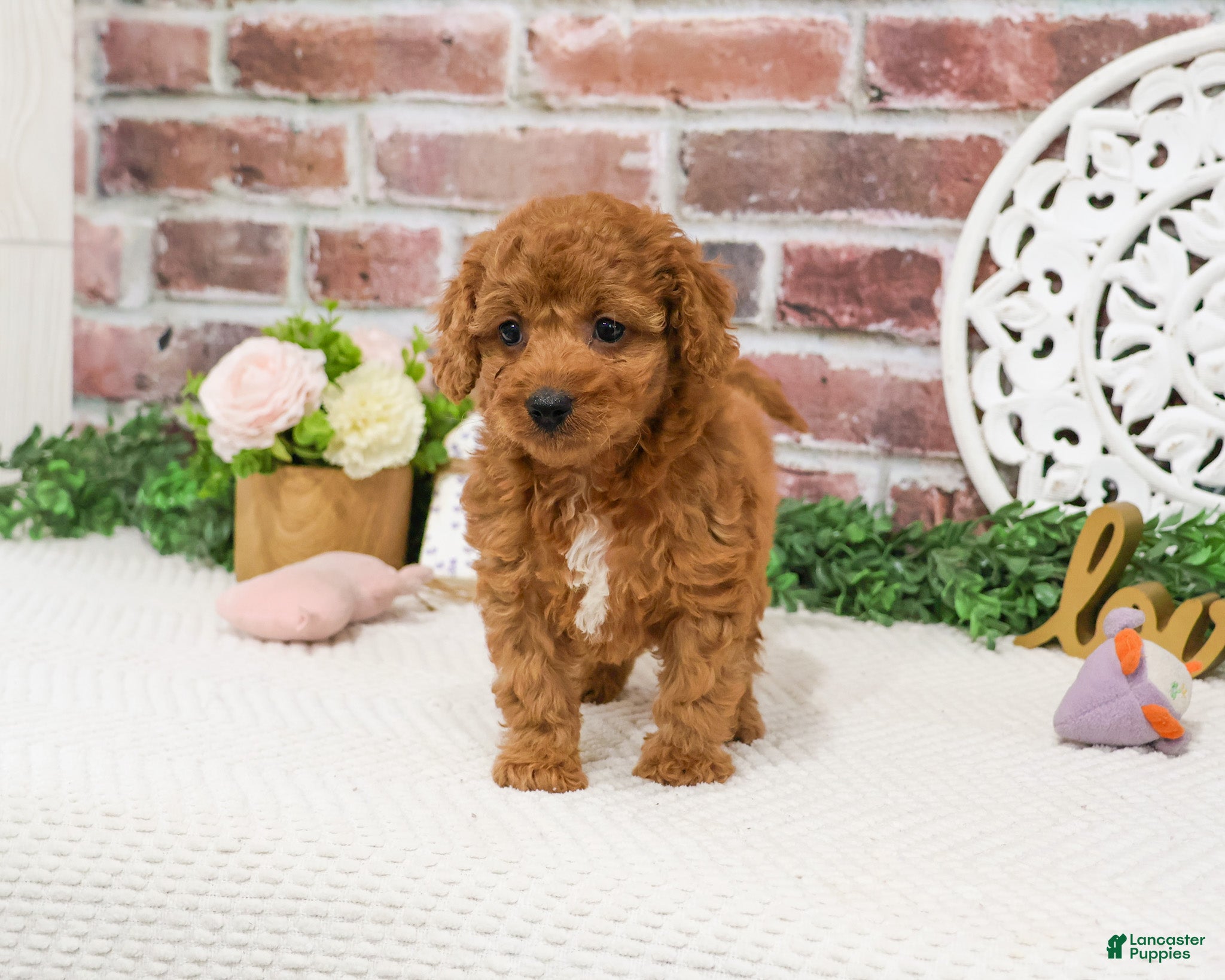 Cavapoo dogs Matilda  - Ad 29