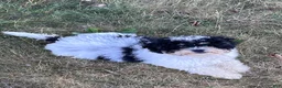Mini Bernedoodle dogs for sale: Popsicle - Ad 8