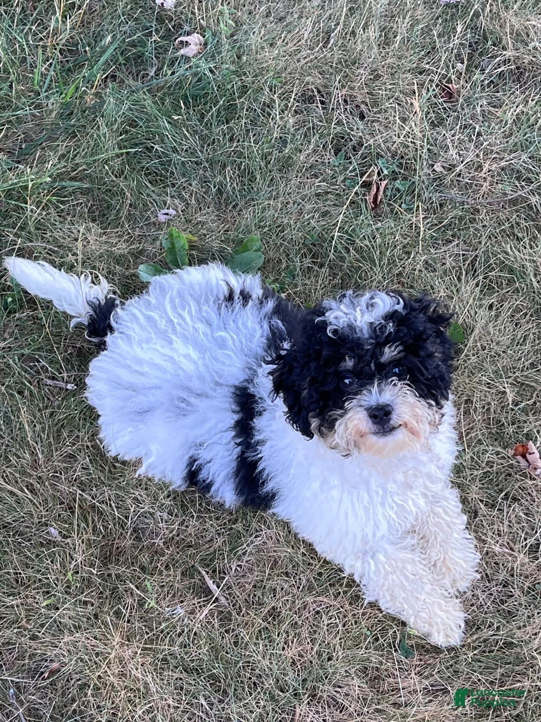Mini Bernedoodle dogs for sale: Popsicle - Ad 8