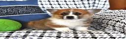 Welsh Corgi Pembroke dogs for sale: Violet - Ad 1