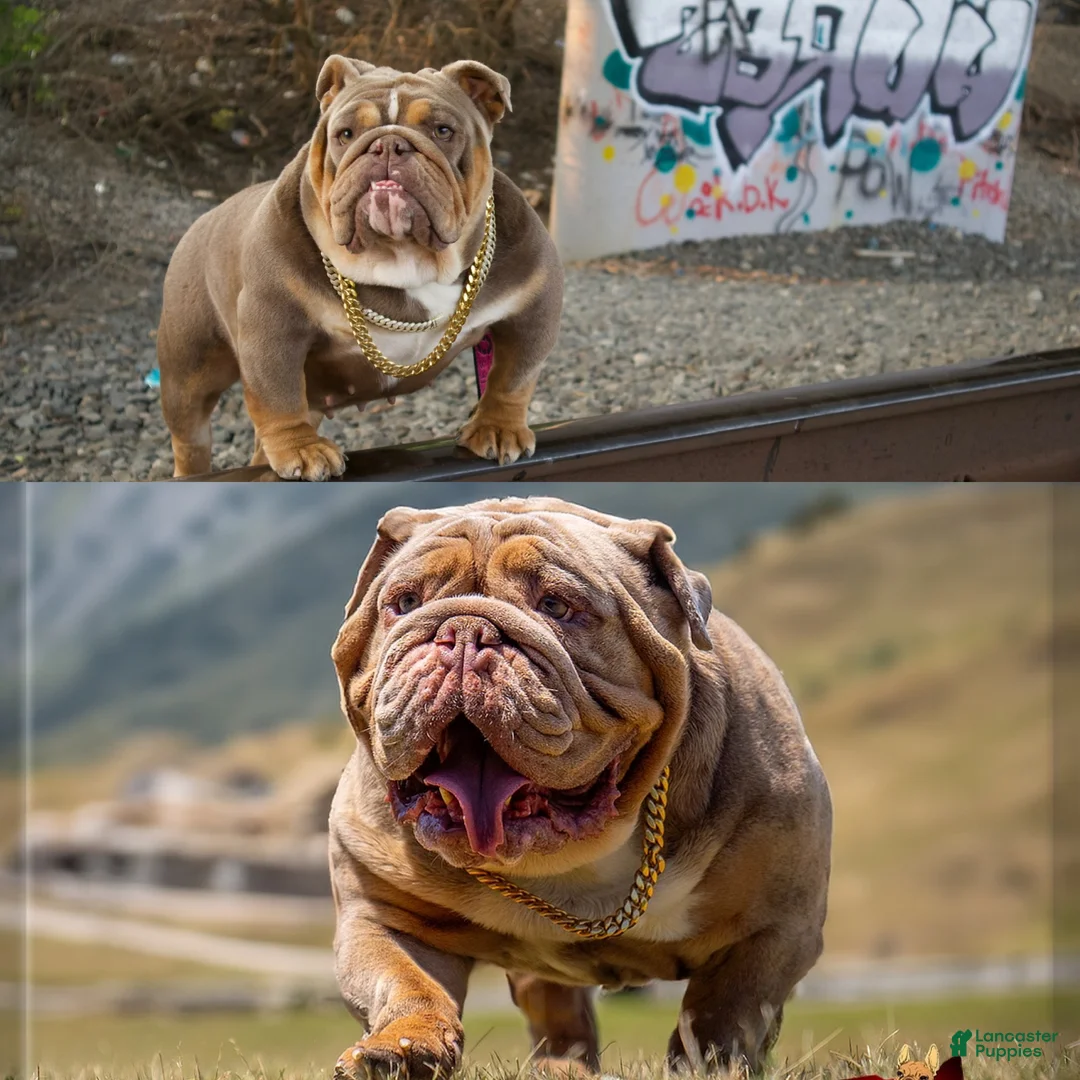 English Bulldog dogs for sale: English Bulldog Puppy 3 - Ad 7