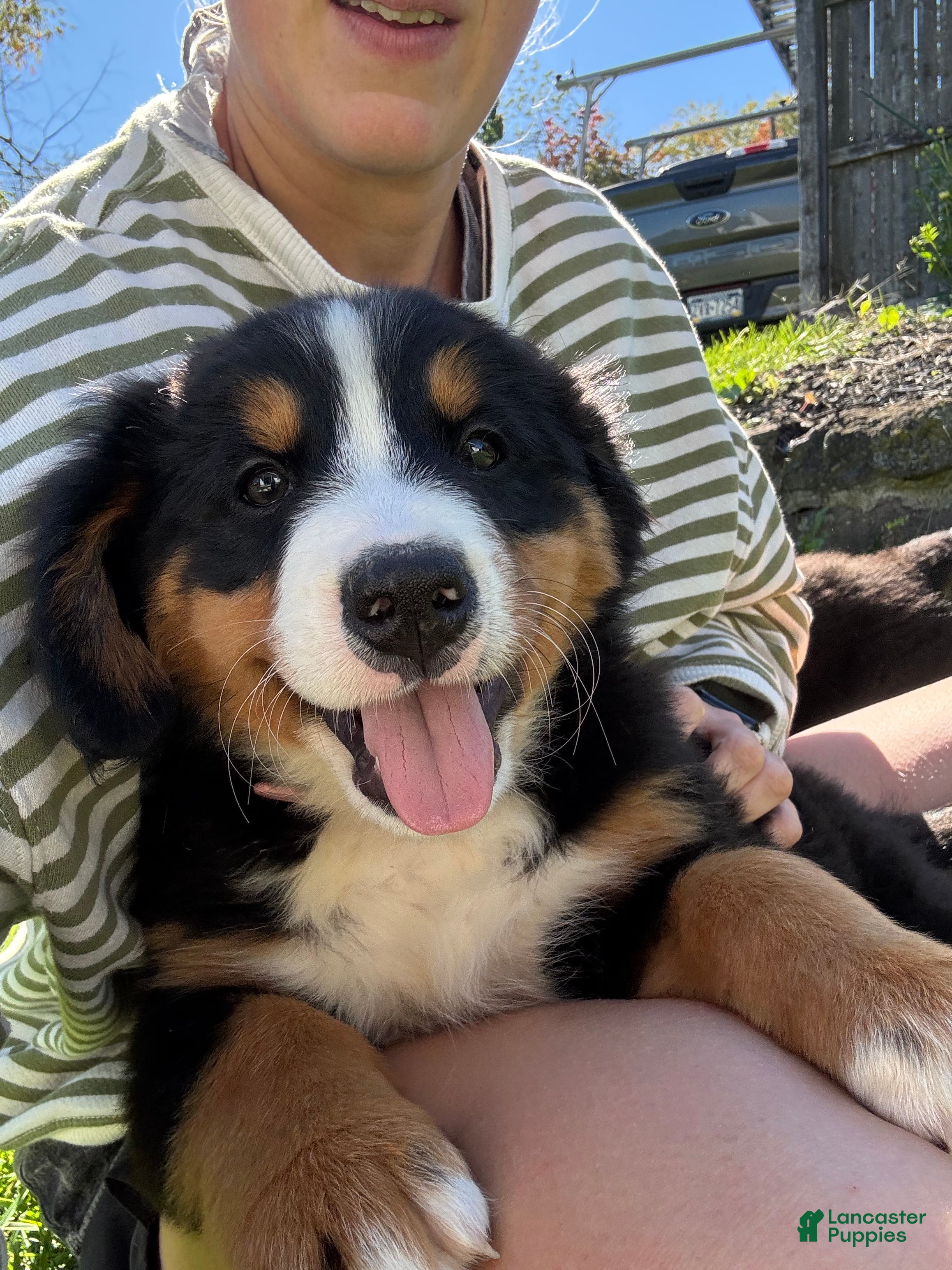 Bernese Mountain Dog dogs Florence (Flow) - Ad 1