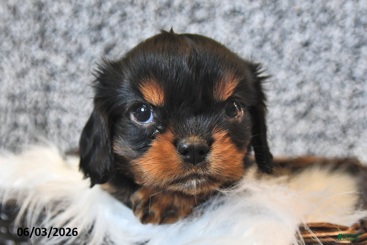 Cavalier King Charles Spaniel dogs for sale: Fynn - Ad 2