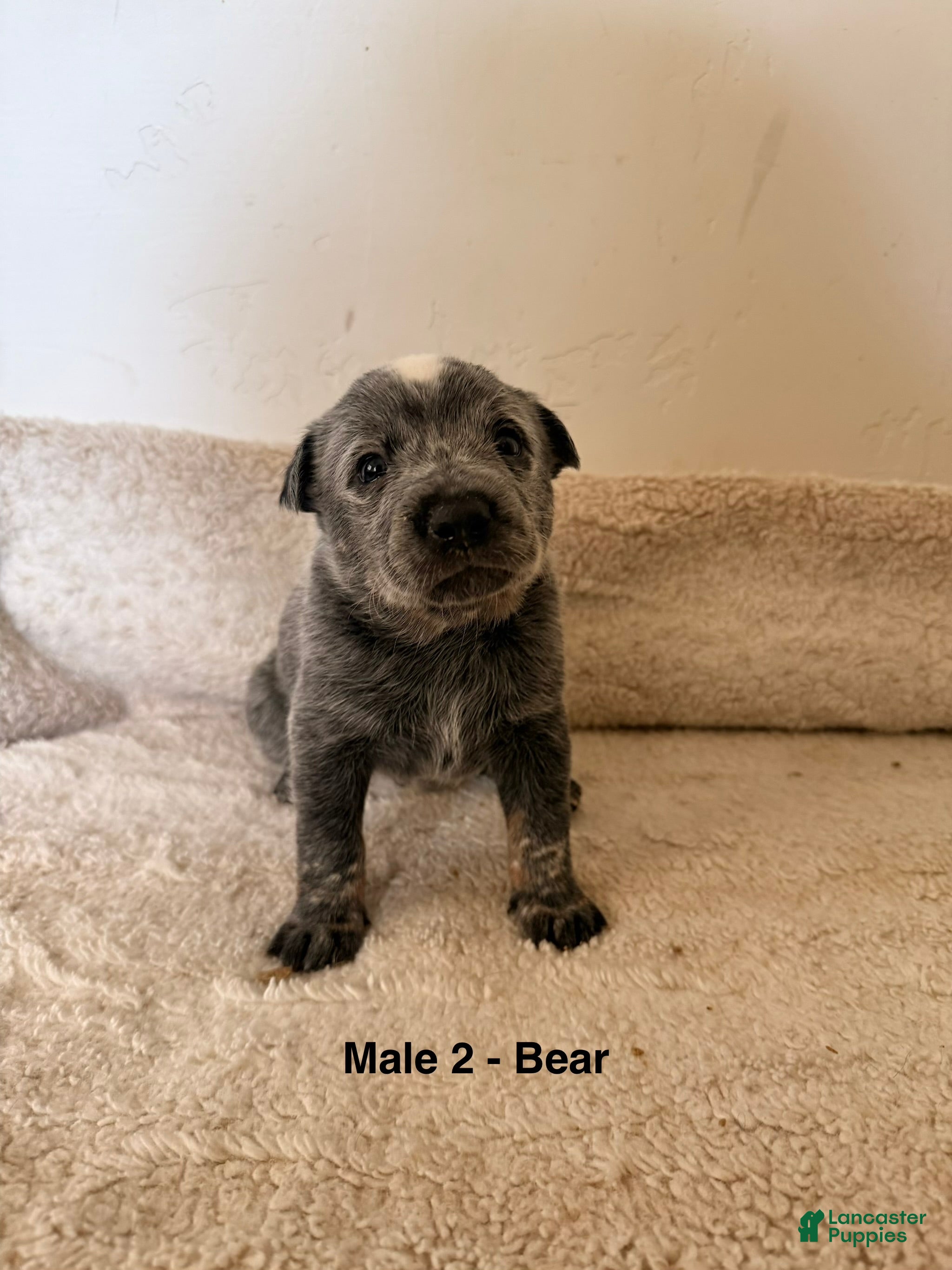 Australian Cattle Dog dogs Australian Cattle Dog 1 - Ad 42