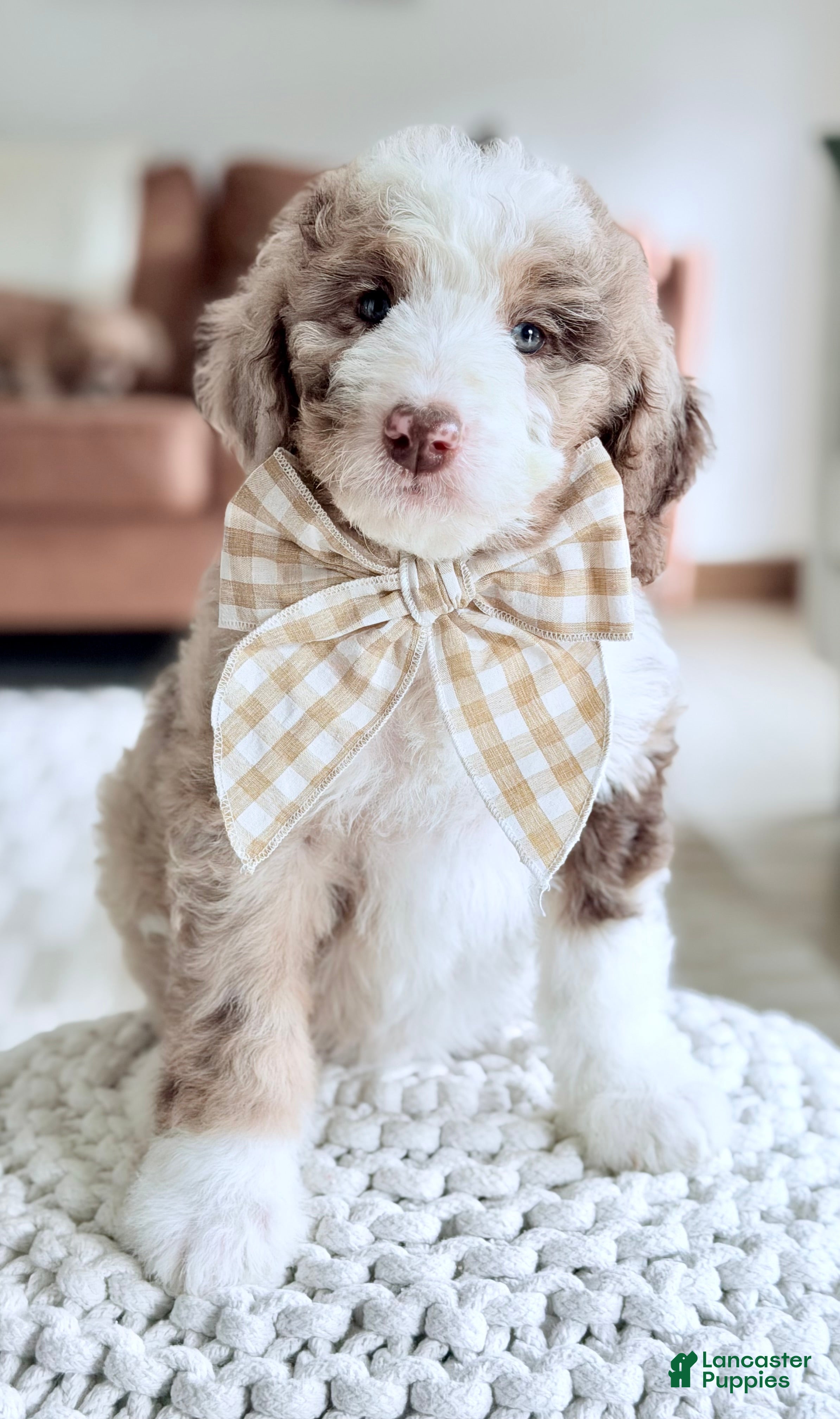 Bernedoodle dogs Mercy - Ad 1