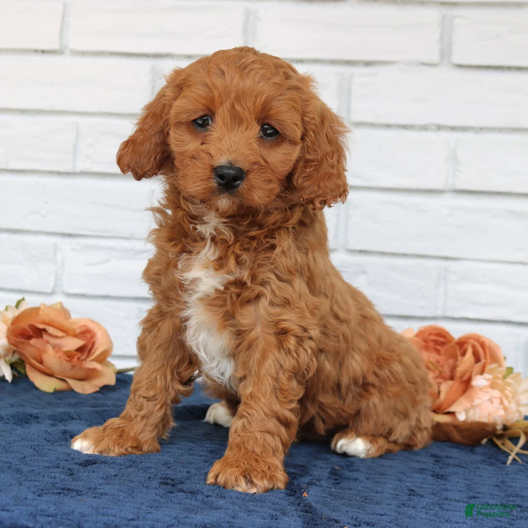 Cavapoo dogs for sale: Amy  - Ad 2