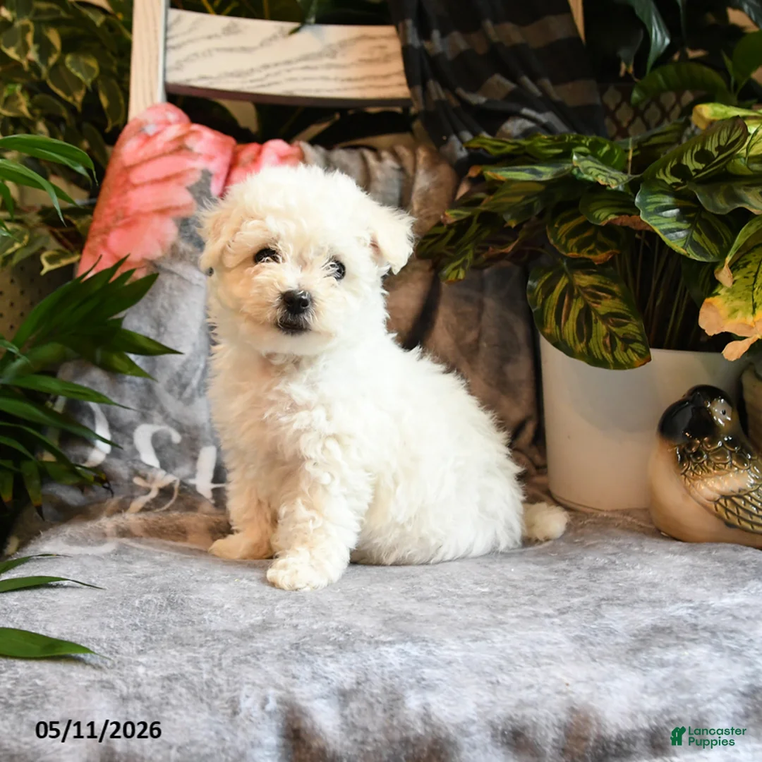 Bichon Frise dogs for sale: Apricot - Ad 1