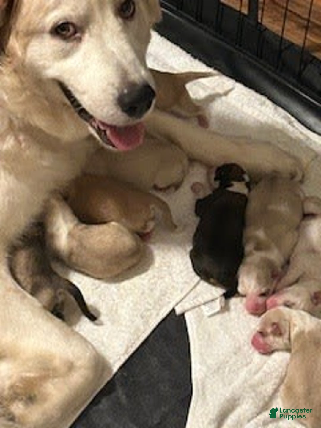 Gallery Image {{count}}