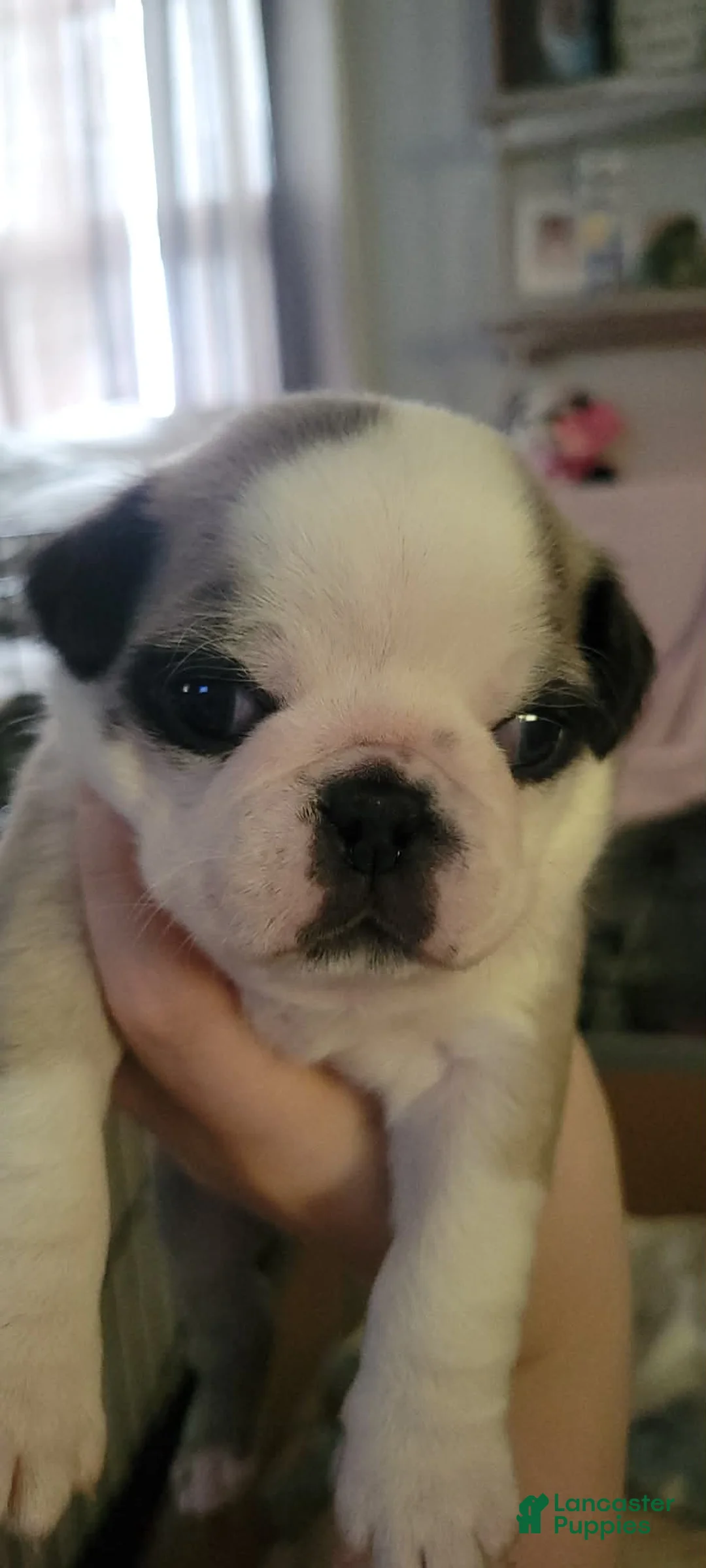 Pug dogs for sale: Pug Puppy 3 - Ad 1