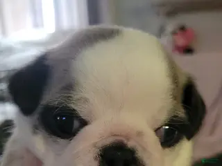 Pug dogs Pug Puppy 3 - Ad 33