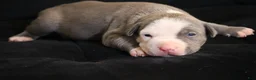 American Bully dogs for sale: King Kong - Ad 6